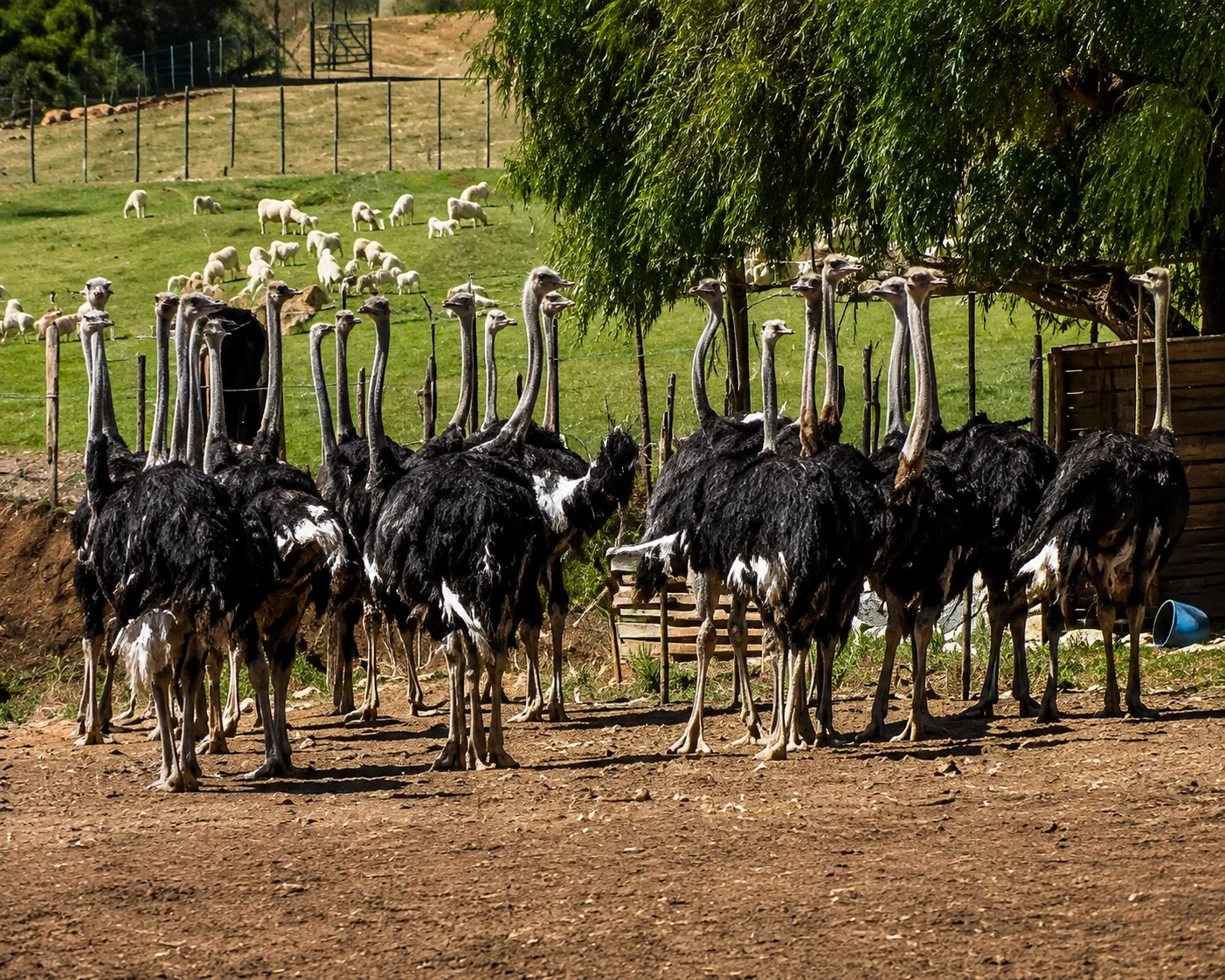 South Africa Image12