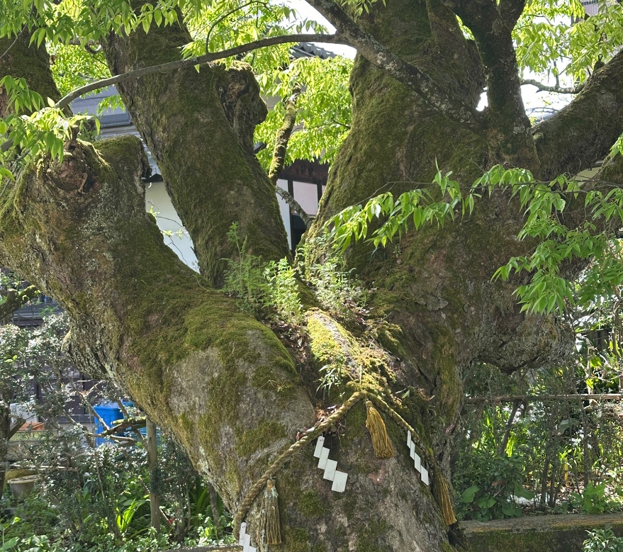 Makino Image4