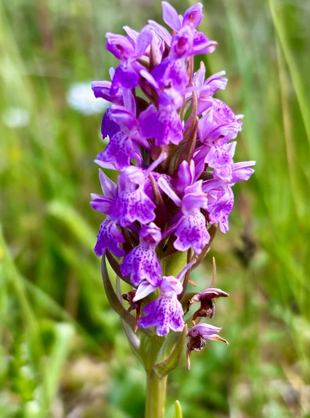Mulranny Image1